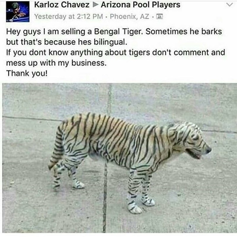 of-a-dog-thats-been-painted-like-a-bengal-tiger-and-someone-is-jokingly-trying-to-sell-it-online