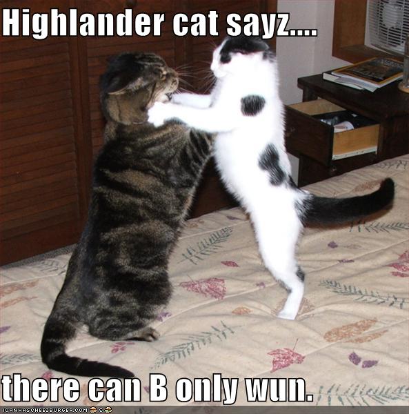 Highlandercats128390292715625000.jpg