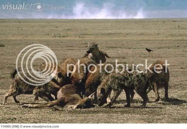 spotted_hyena_crocuta_crocuta_pack_feeding_on_blue_wildebeest_connochaetes_taurinus_calf_seren_114965_zps7bd8aad2.jpg
