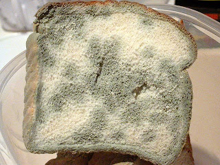 moldy_bread.jpg