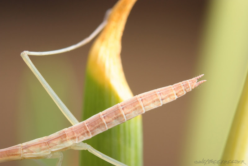 %238%20Tenodera%20Sinensis%20L3_5.jpg