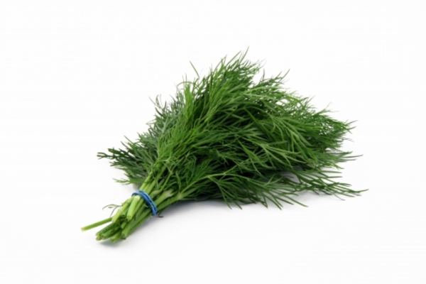 herb_dill.png