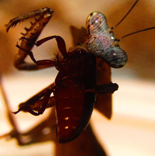 lil_b_eating__adult_male_deroplatys_lobata_by_alexandersmantids-d8xvvak.jpg