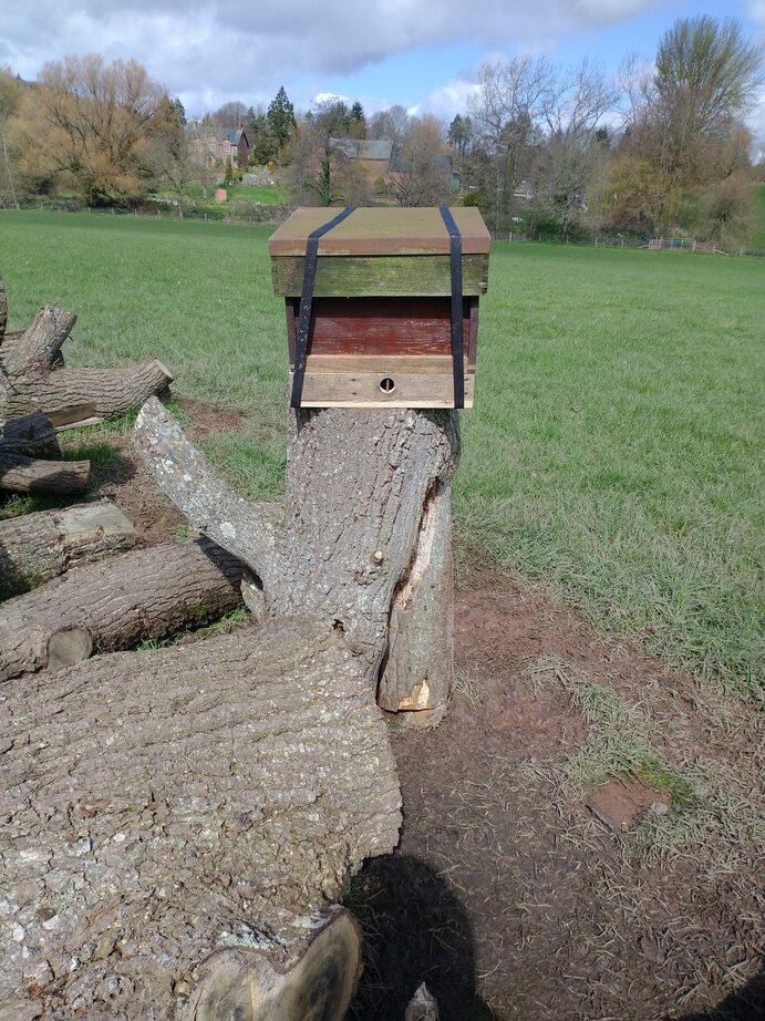oak-tree-bees-09-rotated.jpg