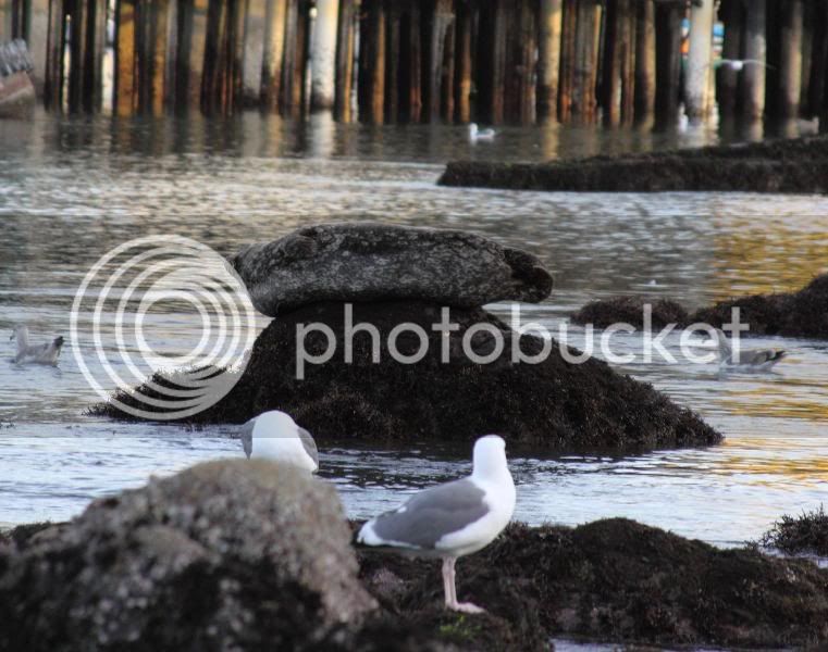 oldfishermanswharf16.jpg