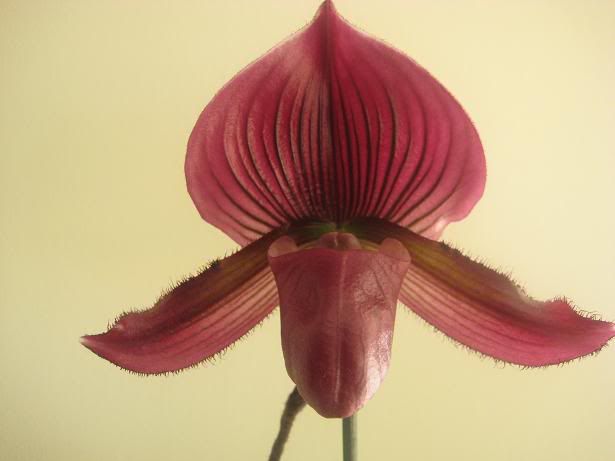 orchid004.jpg