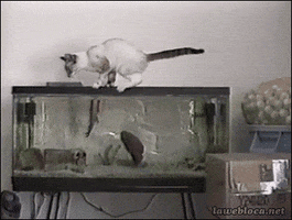 aquarium fail GIF