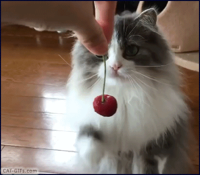 CAT-GIF-Very-cute-Cat-trying-to-gently-grab-a-cherry-Sweet-Kitty.gif