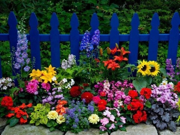 blau-Gartenzaun-Sonnenblumen-Nelken-Sommerblumen-Beet.jpg