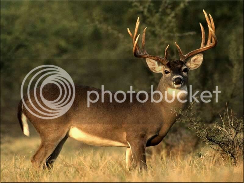 mule-deer1_0204610_std.jpg