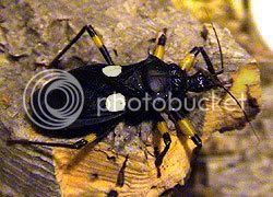 assassin-bug.jpg