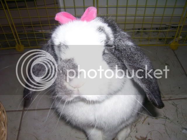 Bunnypictures-Leanne030.jpg