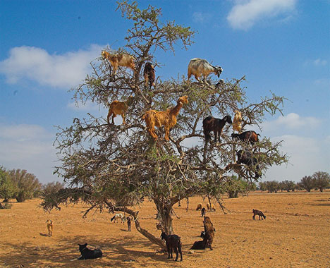 amazing-goats.jpg