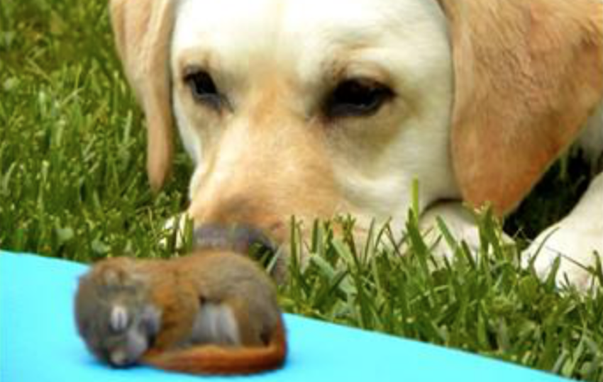 dog-finds-squirrel.png