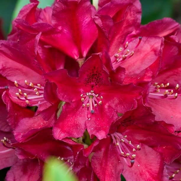 RhododendronHenrysRed1_web.jpg