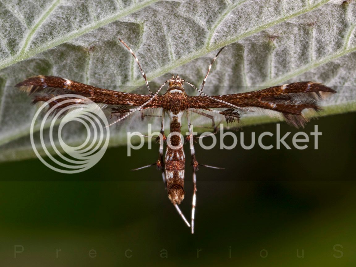 Moth_2794-sm.jpg