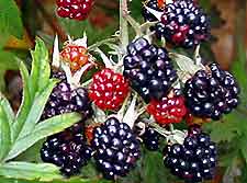 wine_blackberries.jpg