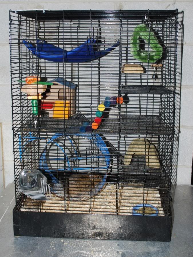 degu_cage2.jpg