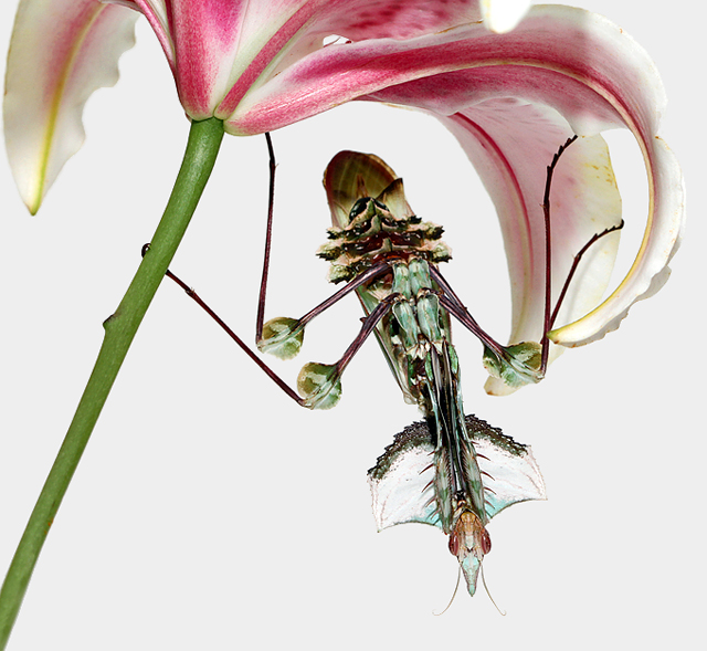 Idolomantis-On-A-Stargazer.jpg