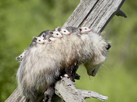 james-hager-opossum-mother-and-babies-in-captivity-sandstone-minnesota-usa_i-G-38-3828-43HYF00Z.jpg