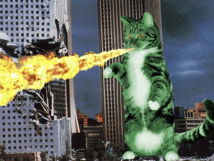 catzilla_atack_24.jpg