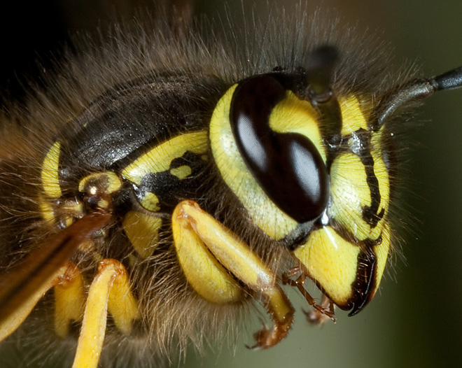 insect-flight-wasp-copyright-linden-gledhill.jpg