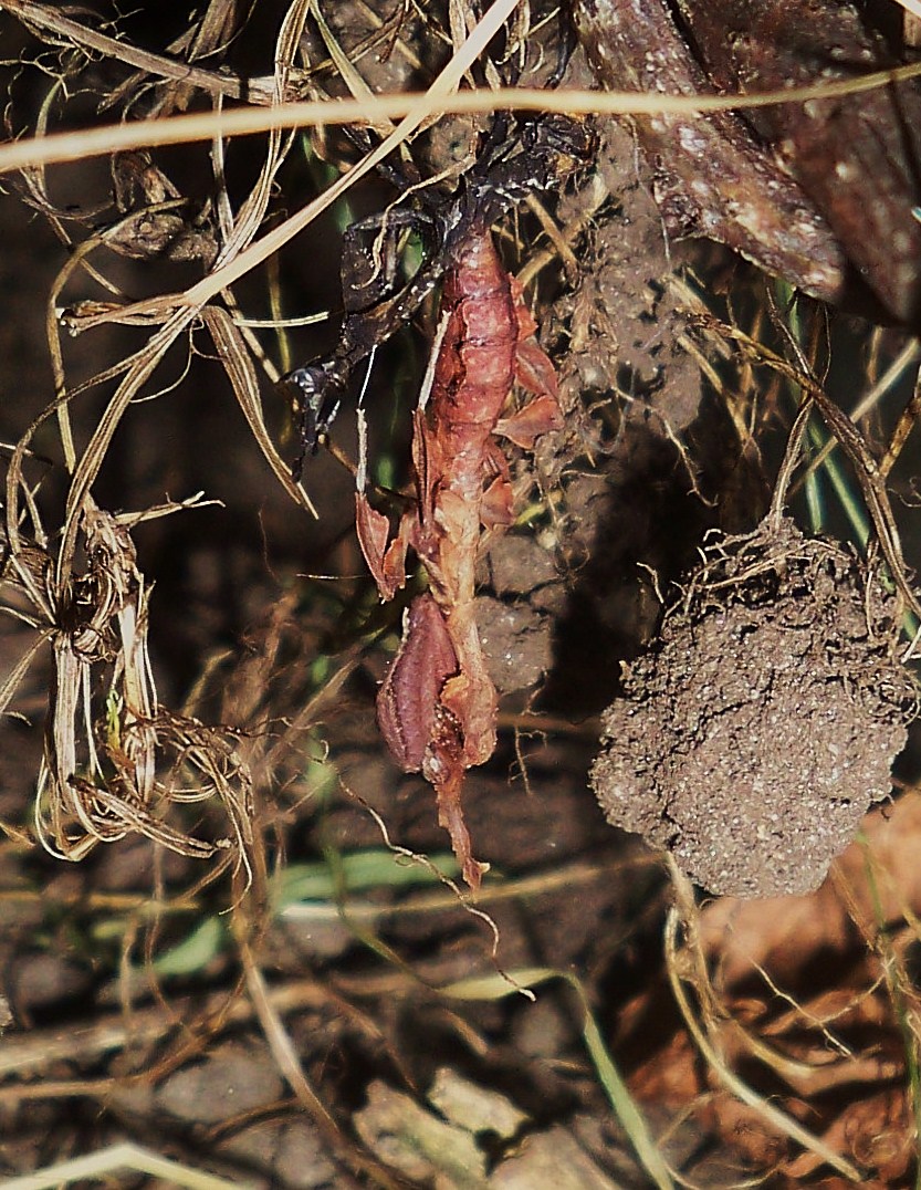 mostro_molting__up_close__phyllocrania_paradoxa_by_alexandersmantids-d5o3wwv.jpg