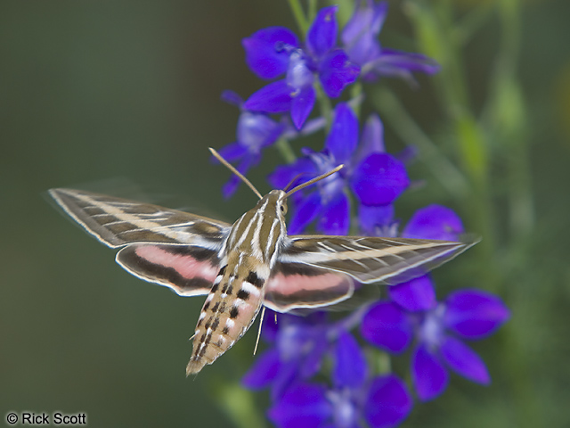 hummingbird_moth.jpg