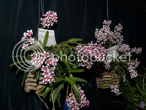 Sarcochilus_2_500_zps203d3205.jpg