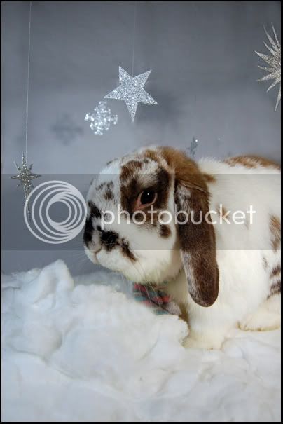 winterbun.jpg