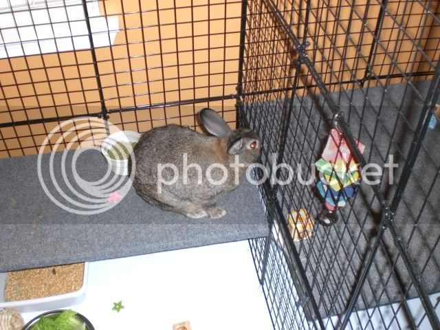 Rabbits101408020.jpg