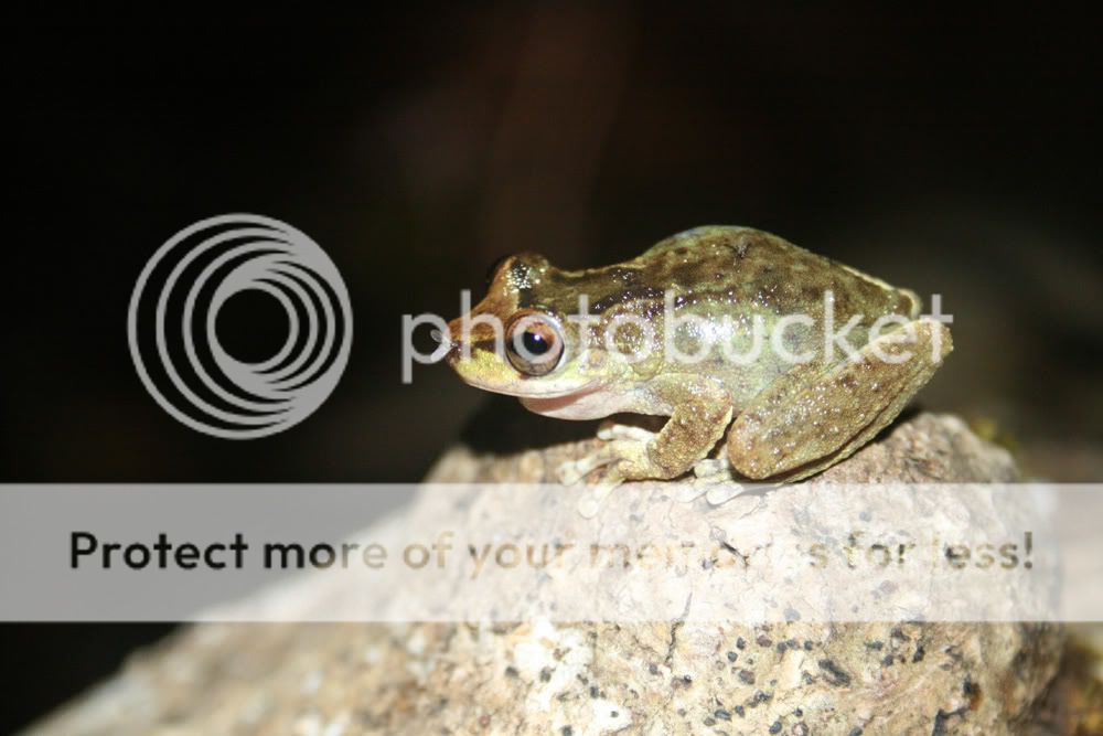 frog10.jpg
