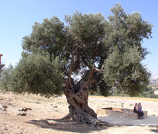 olivetree.jpg