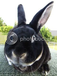 BunniesJune2011019.jpg