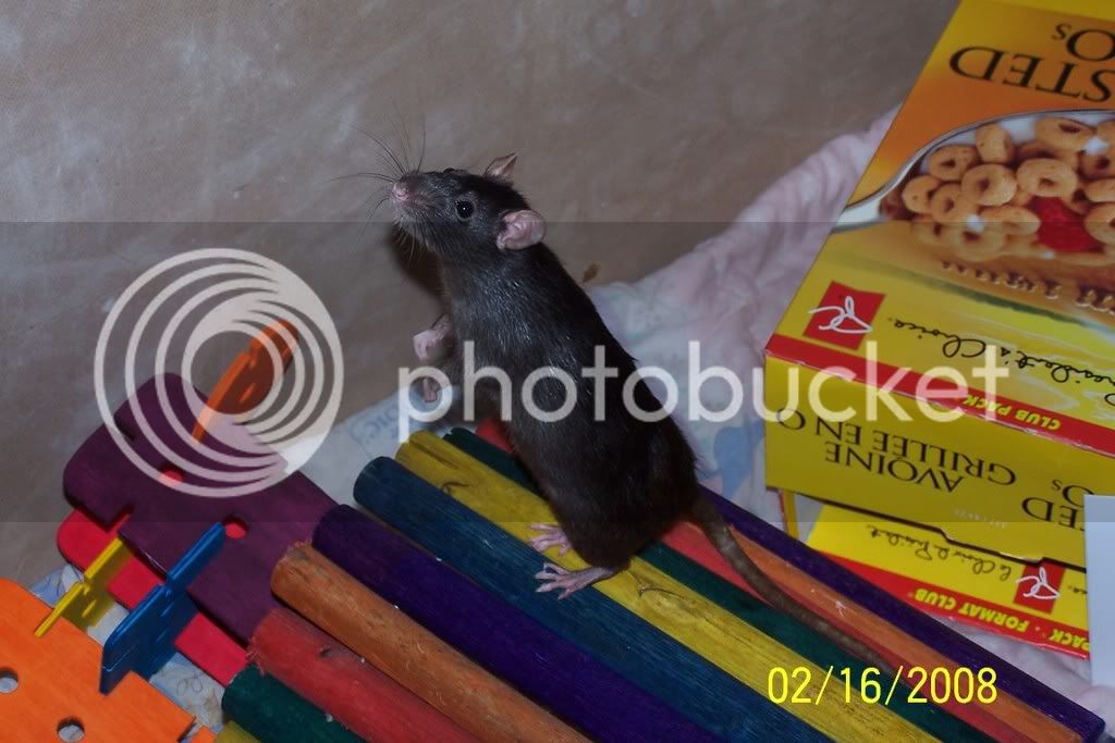 rats247.jpg