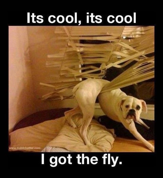 dog-got-fly.jpg