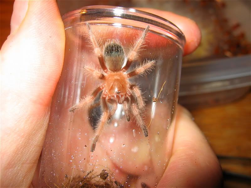 Bsmithi060107.jpg