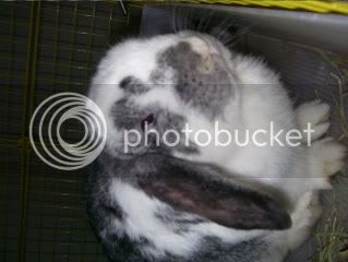 Bunnypictures-Leanne462.jpg