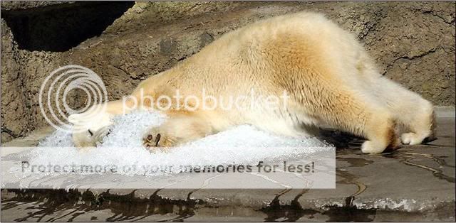 polarbear.jpg