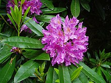 220px-Rhododendron-by-eiffel-public-domain-20040617.jpg