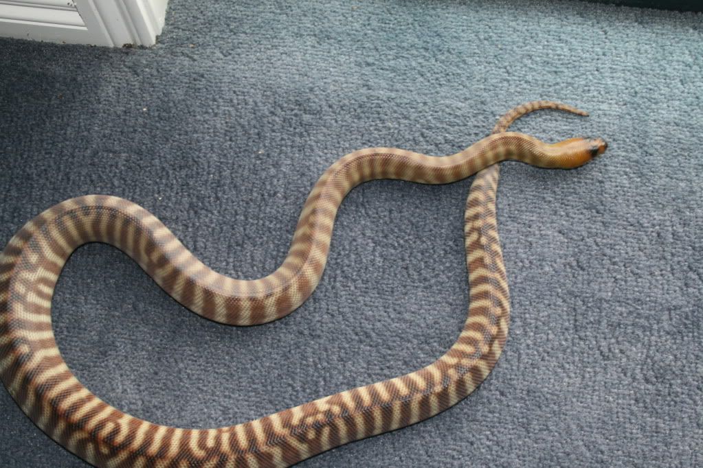 Snakes110711023.jpg