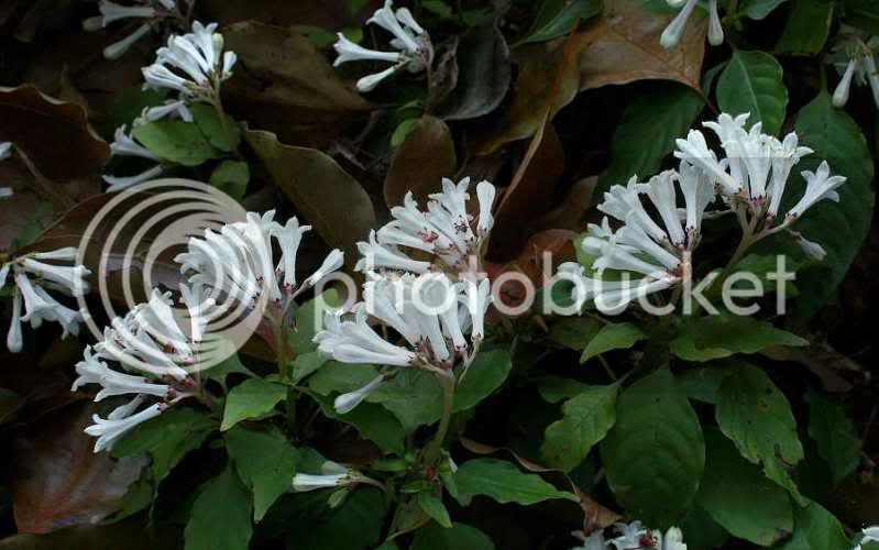 OphiorrhizaJaponicaSM.jpg