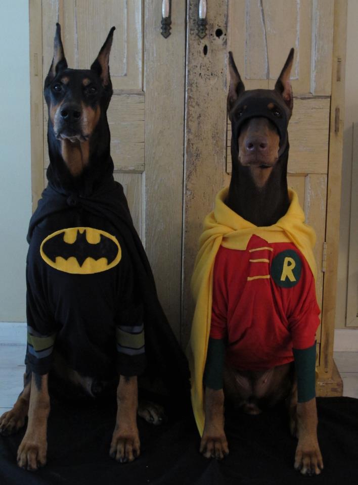 batman-robin-dog-costumes-cosplay-1354183845B.jpg