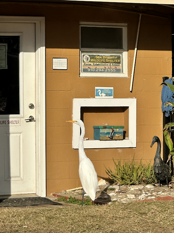 Stella the Great Egret.jpg