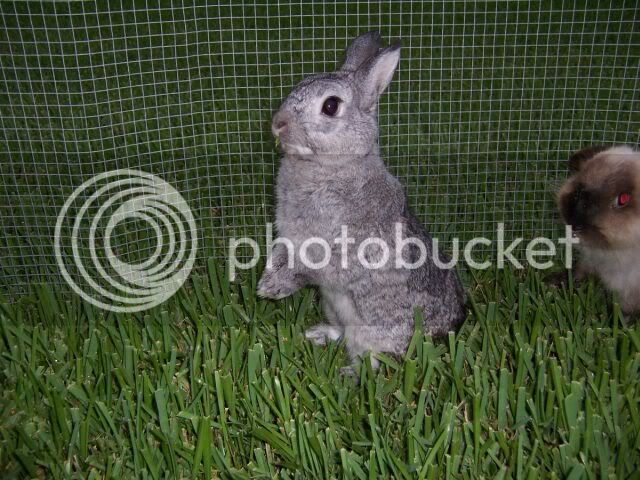 rabbitsJuly-2005019small.jpg