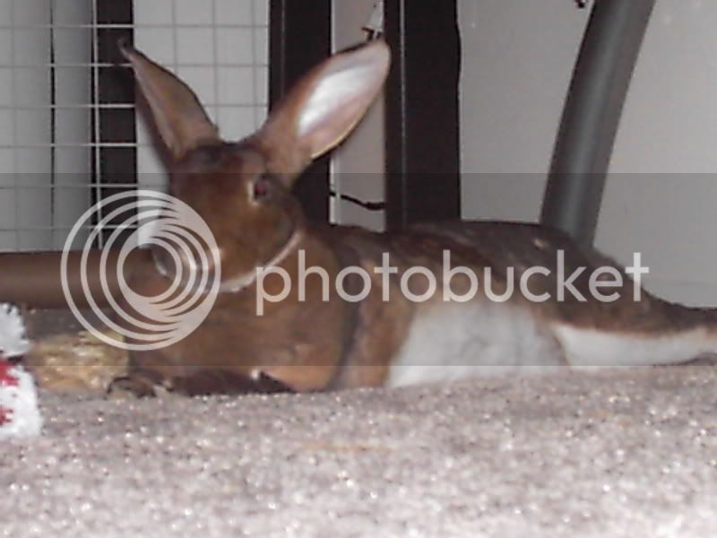 Bunny008.jpg