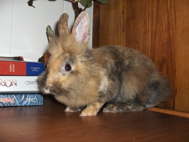 Lionhead rex hot sale rabbit