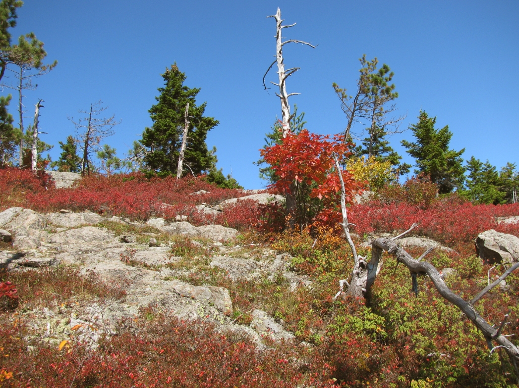 Foliage.jpg