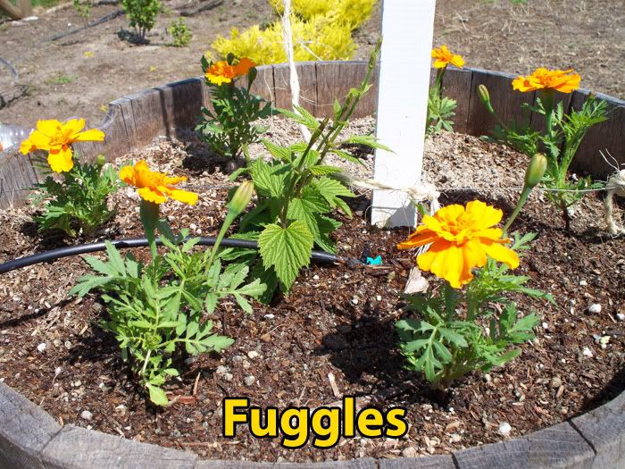 fuggles.jpg