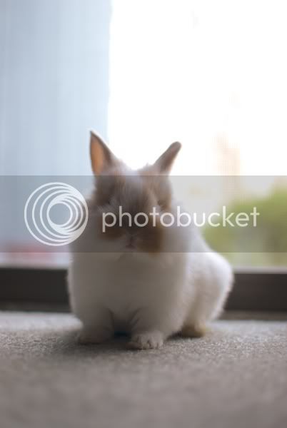 Bunny9.jpg